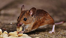 24 Hour & Emergency Exterminators in Sealevel, NC